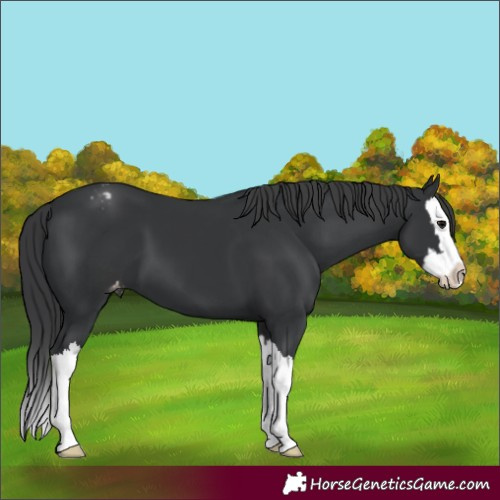 Horse Color:Black Splash Varnish