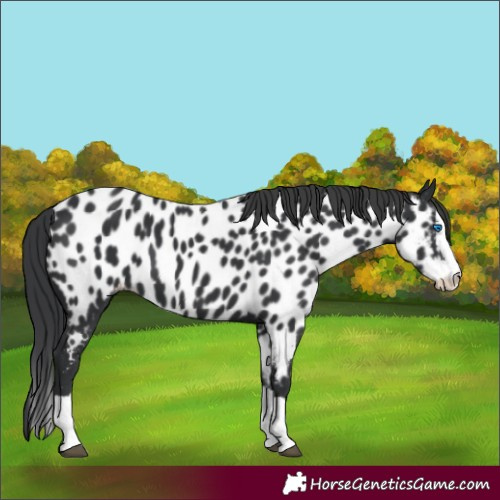 Horse Color:Black Splash Near Leopard 