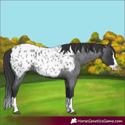 Horse Color:Blue Roan Splash Near Leopard