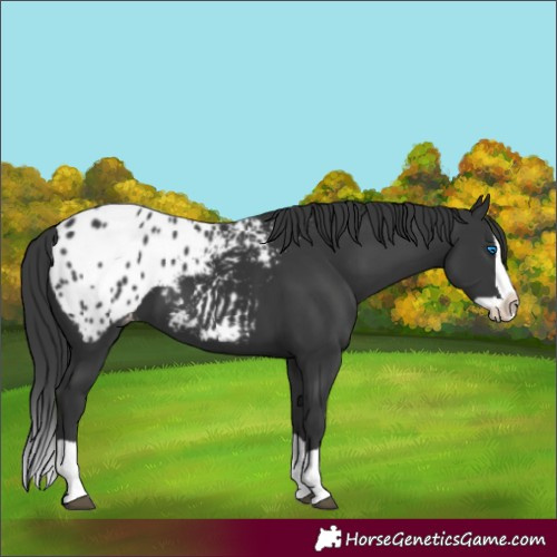 Horse Color:Black Splash Appaloosa 