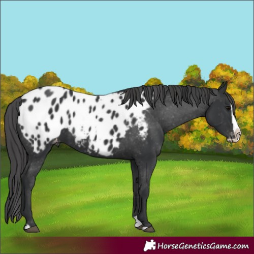 Horse Color:Black Splash Blanket 