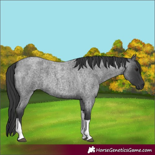 Horse Color:Blue Roan Tobiano 