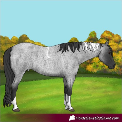 Horse Color:Blue Roan Tobiano
