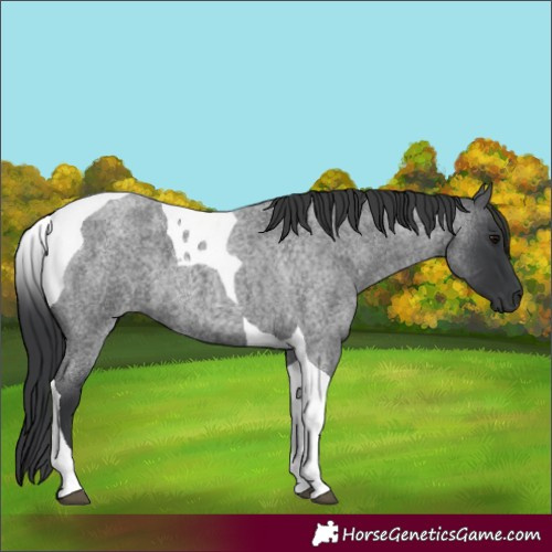 Horse Color:Blue Roan Tobiano 