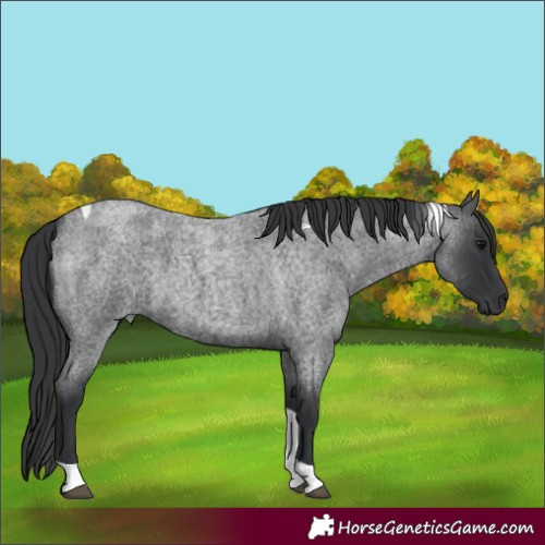 Horse Color:Blue Roan Tobiano 
