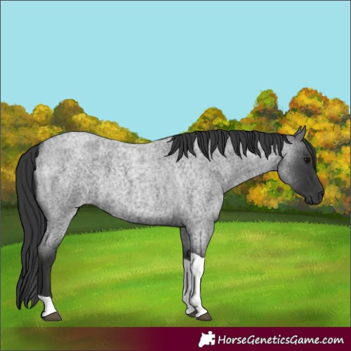 Horse Color:Blue Roan Tobiano 