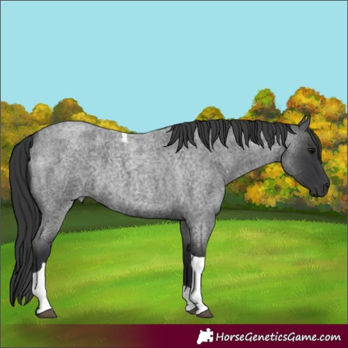 Horse Color:Blue Roan Tobiano