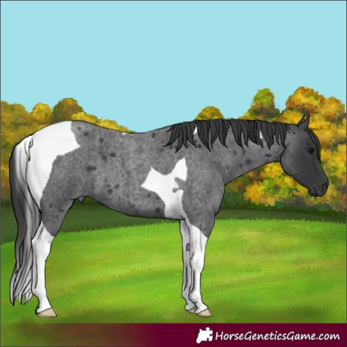 Horse Color:Blue Roan Tobiano 