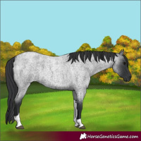 Horse Color:Blue Roan Tobiano 