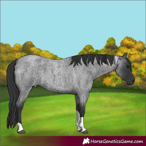 Horse Color:Blue Roan Tobiano 