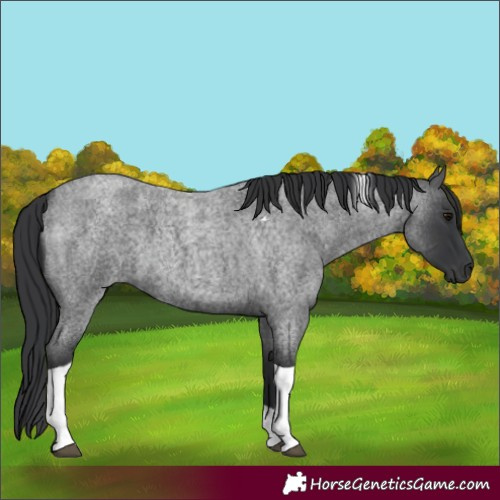 Horse Color:Blue Roan Tobiano