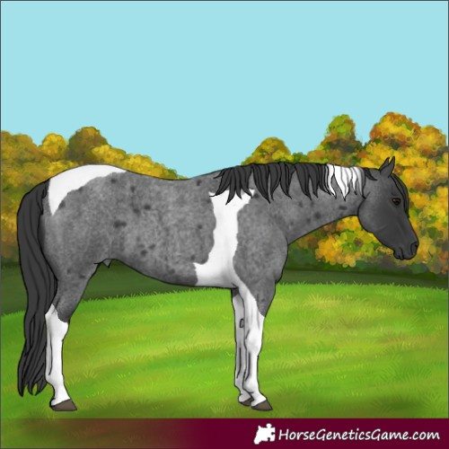 Horse Color:Blue Roan Tobiano 