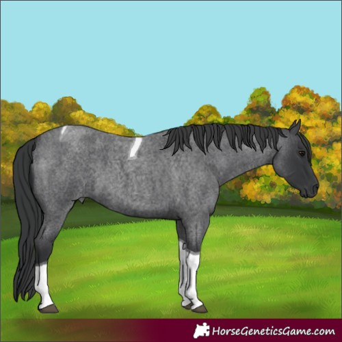 Horse Color:Blue Roan Tobiano