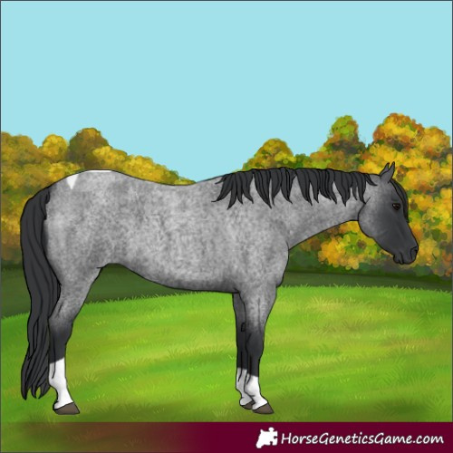 Horse Color:Blue Roan Tobiano