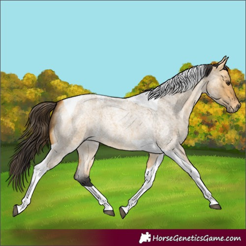 Horse Color:Buckskin Roan Dun Tobiano