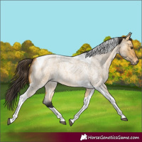 Horse Color:Buckskin Roan Dun Tobiano 