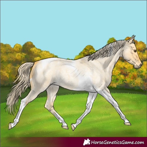 Horse Color:Palomino Roan Dun Tobiano