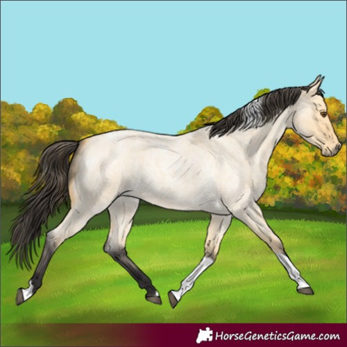 Horse Color:Unknown 
