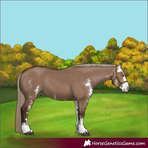 Horse Color:Liver Red Dun Sabino Rabicano 