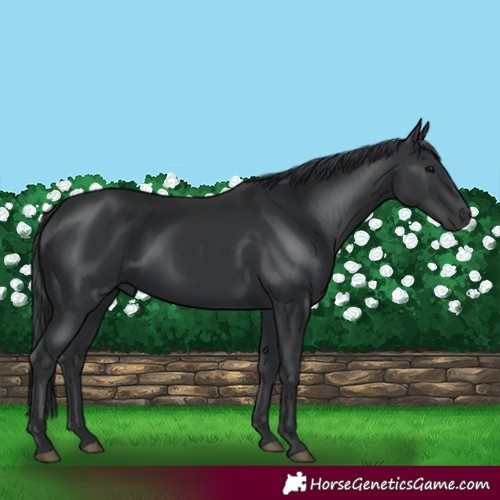 Horse Color:Black 