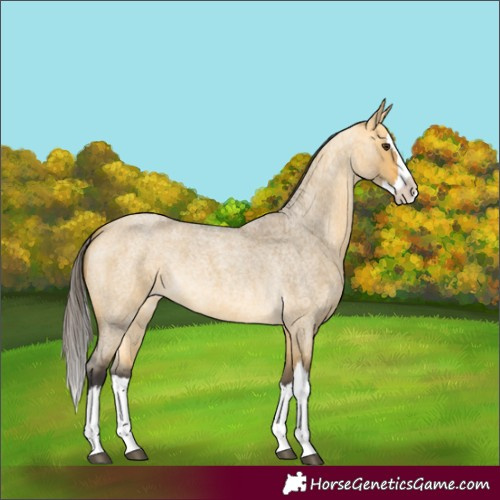 Horse Color:Buckskin Roan Dun Splash 