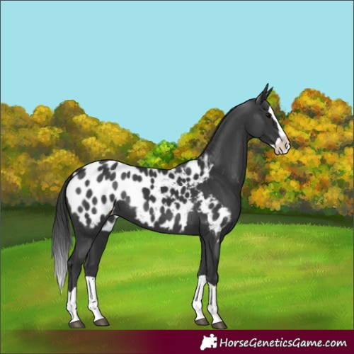 Horse Color:Black Splash Near Leopard