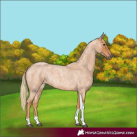 Horse Color:Red Roan Tobiano 