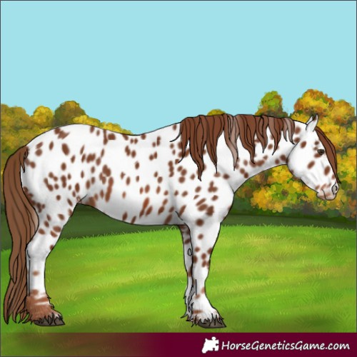 Horse Color:Chestnut Appaloosa 