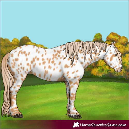 Horse Color:Chestnut Appaloosa 