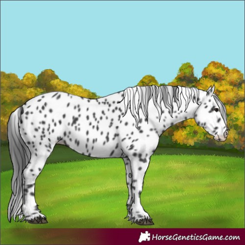 Horse Color:Black Appaloosa 