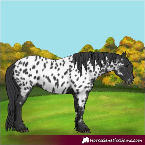 Horse Color:Black Near Leopard 
