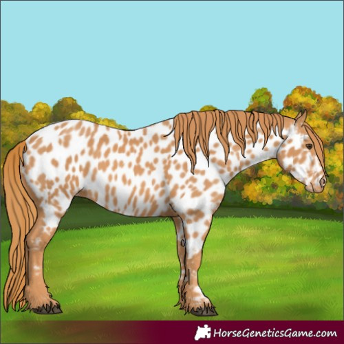 Horse Color:Chestnut Near Leopard 