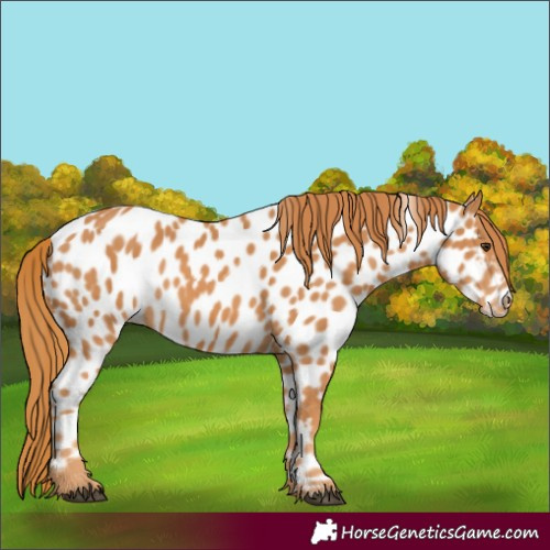 Horse Color:Chestnut Near Leopard 