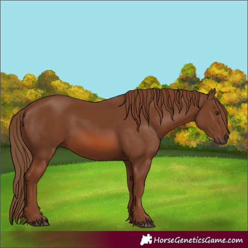 Horse Color:Chestnut 