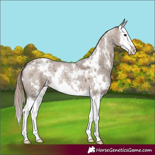 Horse Color:White Spotted Liver Red Dun Roan Splash 