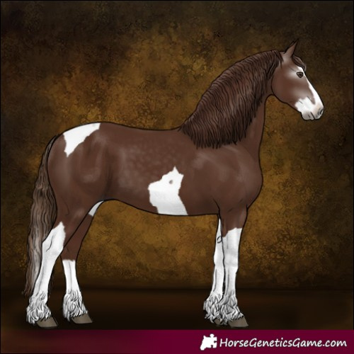 Horse Color:Gray Chestnut Splash Tobiano