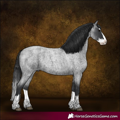 Horse Color:Blue Roan Splash