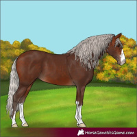 Horse Color:Silver Bay 