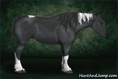 Horse Color:Black Tobiano 