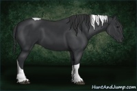 Horse Color:Black Tobiano