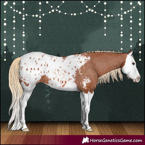 Horse Color:Chestnut Splash Appaloosa 
