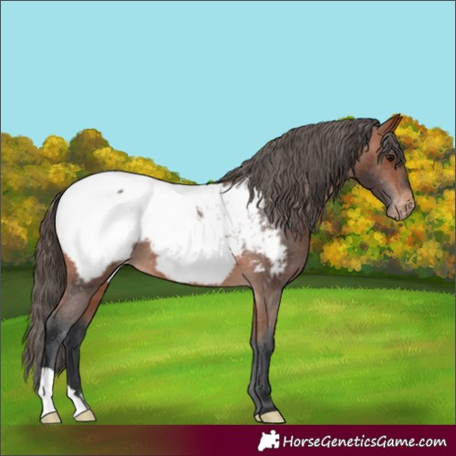 Horse Color:Bay Appaloosa 