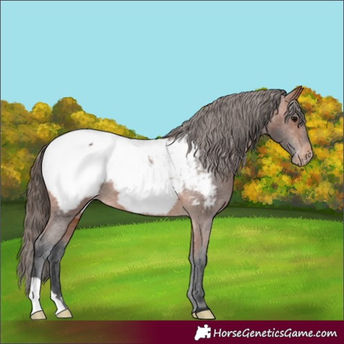 Horse Color:Bay Appaloosa 