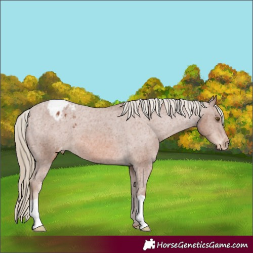 Horse Color:Chestnut Appaloosa