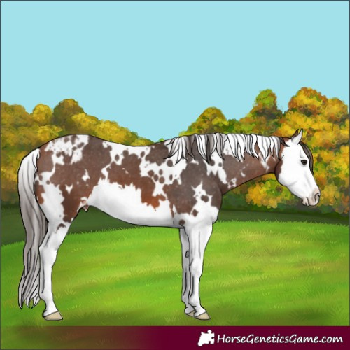 Horse Color:White Spotted Bay Splash Appaloosa