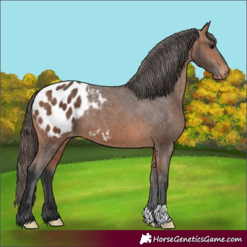 Horse Color:Bay Appaloosa