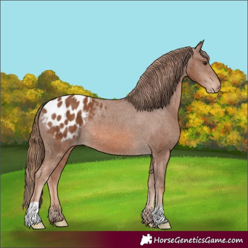 Horse Color:Chestnut Appaloosa 