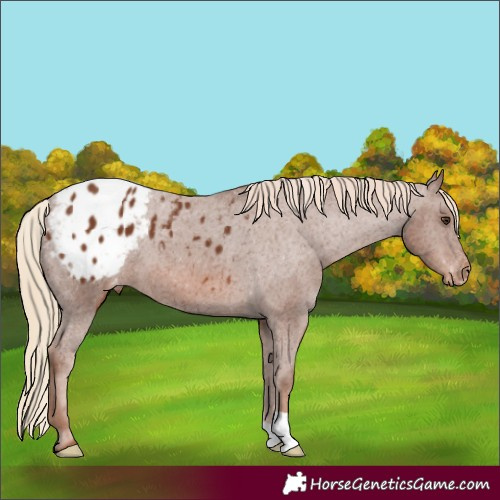 Horse Color:Chestnut Appaloosa 
