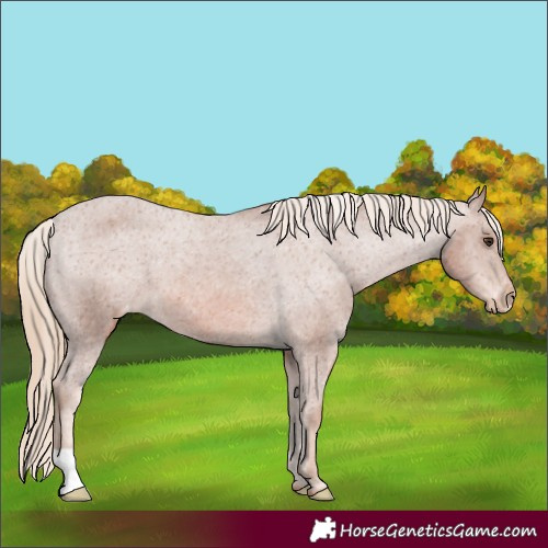 Horse Color:Chestnut Appaloosa