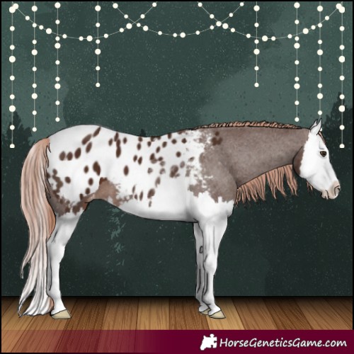 Horse Color:Liver Chestnut Splash Appaloosa